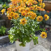 ラナンキュラス　ラックス,花のある暮らし,ラナンキュラスラックスサティロス,暮らしに彩りをの画像