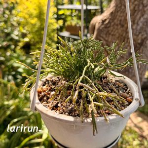 アジュガ,リプサリス,リプサリス クラバータ,多肉植物,リプサリス属の画像