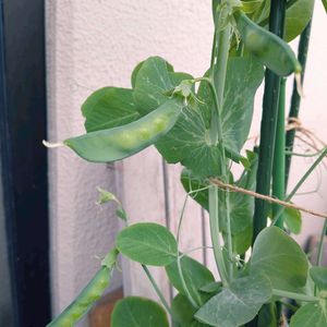 さやえんどう,花のある暮らし,多肉女子,おうち園芸,バルコニー/ベランダの画像