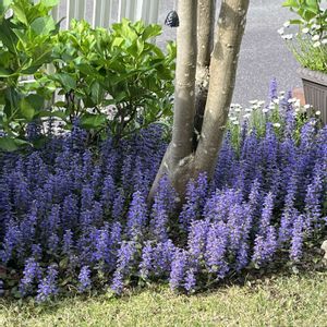 アジュガ,グランドカバー,宿根,PR,むらさきのはなの画像