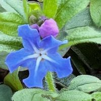 アジサイ,クレマチス,ホタルカズラ,スイートアリッサム ,ビオラの画像