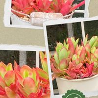 火祭り,多肉植物,花のある暮らし,緑のある暮らしの画像