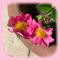 イチゴ,ワイルドストロベリー,ワイルドストロベリー  ピンクパンダ,ピンクの花,実のなる植物の画像