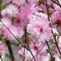 癒し,花のある暮らしの画像