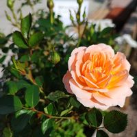 イチゴ,バラ,ヒメウツギ,スナップエンドウ,スイートドリームの画像