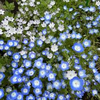 花のある暮らし,かわいいお花,ネモフィラ♪の画像