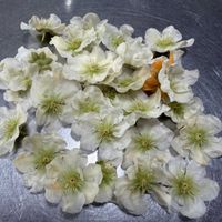 キウイ,キウイ,キウイフルーツ,いい香り,良い香りの画像