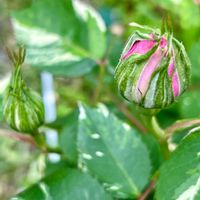 アリウム,ジギタリス,バラ,ツキヌキニンドウ,バラ ヘルシューレンの画像