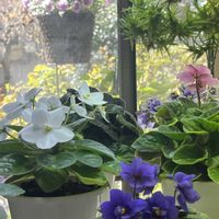 セントポーリアの画像