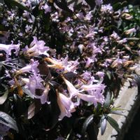 アベリアの画像