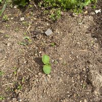 かぼちゃの画像