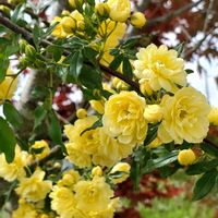 モッコウバラ,モミジ,バンマツリ,小さな庭の画像