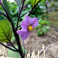 シラン,ナス,ビオラ,オステオスペルマム,花のある暮らしの画像