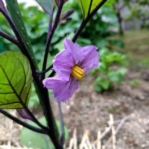 シラン,ナス,ビオラ,オステオスペルマム,花のある暮らしの画像