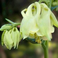 オダマキ,スカビオサ,トレニア,西洋オダマキ,夏菫の画像