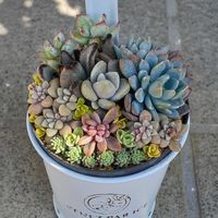 レズリー,桃美人,姫秀麗,黒兎耳,寄せ植えの画像