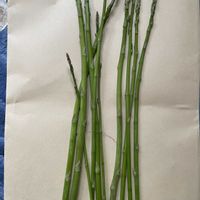 アスパラガスの画像