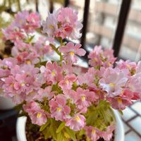 アジサイ,アジサイ,アジサイ,ダイアンサス,ネメシアの画像