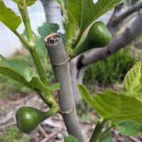 イチジクの画像