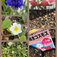 イチゴ,イチゴ,千日紅,レタス,レタスの画像