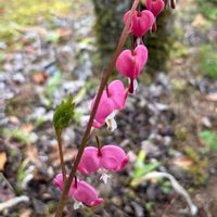 タイツリソウ,ユキザサ,ジャノヒゲ(リュウノヒゲ),癒し,花のある暮らしの画像