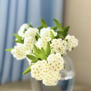 コデマリ,小手毬(コデマリ),リビングの画像