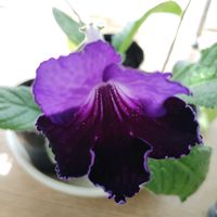 ストレプトカーパス,ストレプトカーパス種まきっ子,種まきっ子,花のある暮らし,イワタバコ科の画像