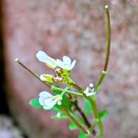 タネツケバナ,タネツケバナ,ミチタネツケバナ,ミチタネツケバナ,花のある暮らしの画像