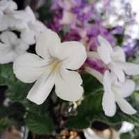 ストレプトカーパス,ストレプトカーパス種まきっ子,ストレプトカーパス種まきっ子,ストレプトカーパス種まきっ子,種まきっ子の画像