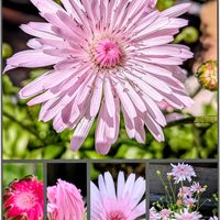 ジギタリス,ナガミヒナゲシ,モクレン,桃色たんぽぽ（クレピス）,危険外来種ナガミヒナゲシの画像