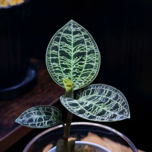 ジュエルオーキッド マコデスペトラ,観葉植物,テラリウム,ジュエルオーキッドの画像