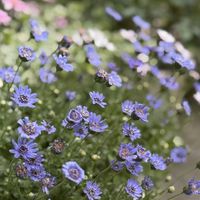 バラ,グリーンアイス,ミニバラ・グリーンアイス,アイスバーグ,バラ アイスバーグの画像