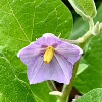 ナス,白ナス,横浜イングリッシュガーデン,iPhone撮影,小籠包の画像