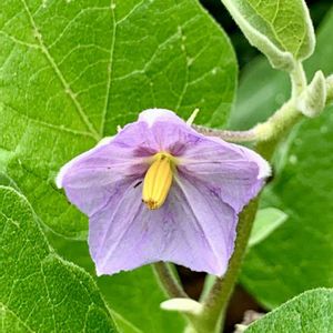 ナス,白ナス,横浜イングリッシュガーデン,iPhone撮影,小籠包の画像