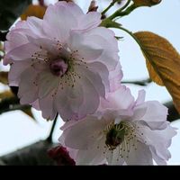 サクラ,陽光桜,突羽根,感謝,花のある暮らしの画像