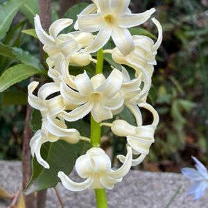 ヒヤシンス,公園,鉢植え,花壇,ガーデニングの画像