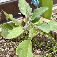 ナス,ナス,ナス,ナスタチウム,ニンジンの画像