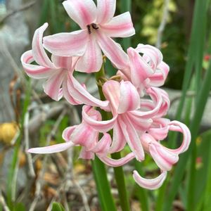 ヒヤシンス,ヒヤシンス,公園,鉢植え,花壇の画像