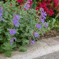 キャットミントの画像