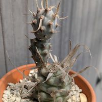 サボテン,テフロカクタス 武蔵野,珍奇植物,植物のある暮らし,植中毒の画像