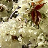 サクラ,ハナズオウ,ヒメリンゴの画像