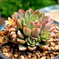 ダリーダール,ダリーダール,春雛,多肉植物,リメ鉢の画像