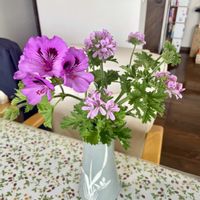 ベラルゴニウム.,花瓶の花の画像