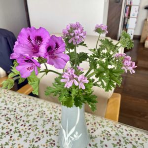 ベラルゴニウム.,花瓶の花の画像