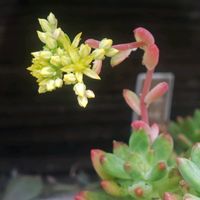 クリスマスローズ,サボテン,バラ,アスパラガス,鬼雲丸の画像