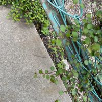 ワイヤープランツの画像