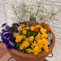 チューリップ,ハナモモ,イベリスブライダルブーケ,ビオラ・パンジー,素焼き鉢の画像