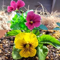 乙女心,ビオラ,ガーデニング,ピンクの花,種からの画像