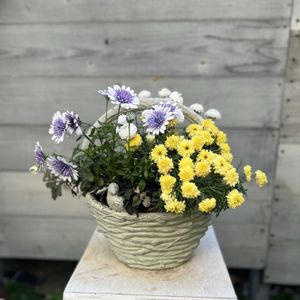 マーガレット「マルコロッシ」,ミカニア・デンタータ,オステオスペルマム　3D ブルーベリーシェイク,マーガレット　マーマレードスフレ,寄せ植えの画像