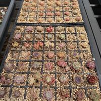 多肉植物,植え替え,葉挿し,エケベリア属,放置苗の画像